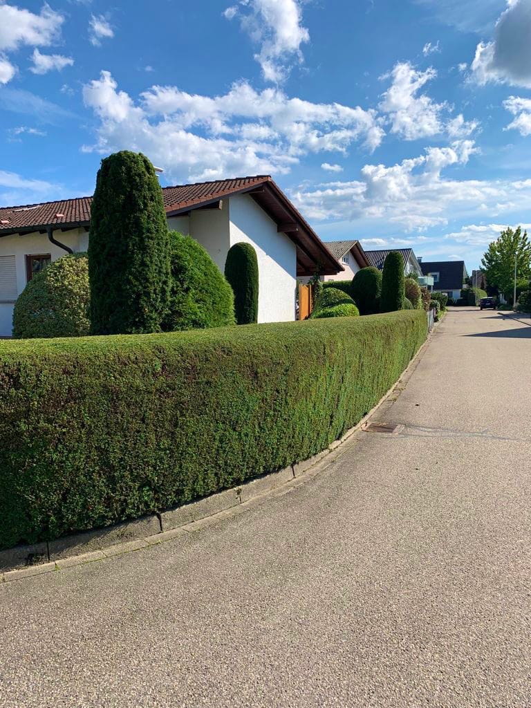 Professionell gepflegte Hecke von Dullovi Haus- und Gartenservice